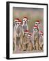 Meerkat Family with Young on the Lookout-null-Framed Photographic Print