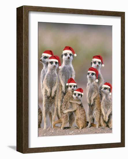 Meerkat Family with Young on the Lookout-null-Framed Photographic Print