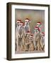 Meerkat Family with Young on the Lookout-null-Framed Photographic Print