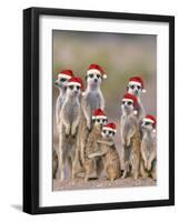 Meerkat Family with Young on the Lookout-null-Framed Photographic Print