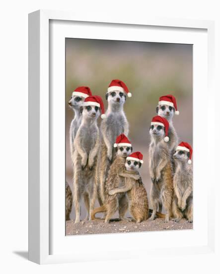 Meerkat Family with Young on the Lookout-null-Framed Photographic Print