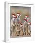 Meerkat Family with Young on the Lookout-null-Framed Photographic Print