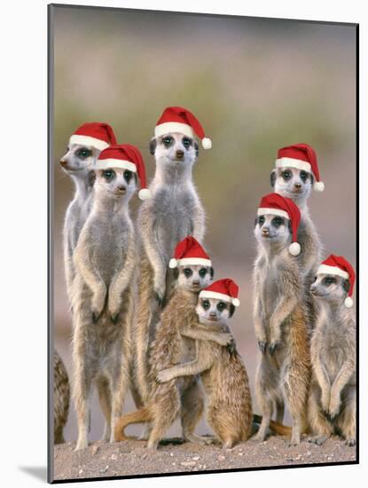 Meerkat Family with Young on the Lookout-null-Mounted Photographic Print