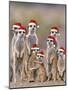 Meerkat Family with Young on the Lookout-null-Mounted Photographic Print