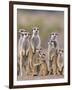 Meerkat Family with Young on the Lookout-null-Framed Photographic Print