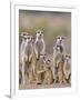 Meerkat Family with Young on the Lookout-null-Framed Photographic Print