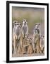 Meerkat Family with Young on the Lookout-null-Framed Photographic Print