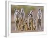 Meerkat Family with Young on the Lookout-null-Framed Photographic Print