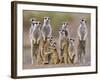 Meerkat Family with Young on the Lookout-null-Framed Photographic Print