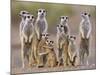 Meerkat Family with Young on the Lookout-null-Mounted Photographic Print