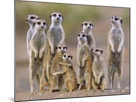 Meerkat Family with Young on the Lookout-null-Mounted Photographic Print