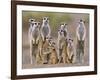 Meerkat Family with Young on the Lookout-null-Framed Photographic Print