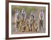 Meerkat Family with Young on the Lookout-null-Framed Photographic Print