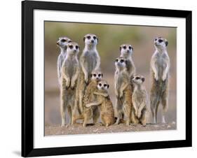 Meerkat Family with Young on the Lookout-null-Framed Photographic Print