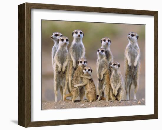 Meerkat Family with Young on the Lookout-null-Framed Photographic Print