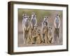 Meerkat Family with Young on the Lookout-null-Framed Photographic Print