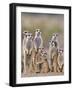 Meerkat Family with Young on the Lookout-null-Framed Photographic Print