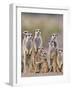 Meerkat Family with Young on the Lookout-null-Framed Photographic Print