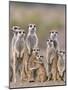 Meerkat Family with Young on the Lookout-null-Mounted Photographic Print