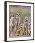 Meerkat Family with Young on the Lookout-null-Framed Photographic Print