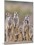 Meerkat Family with Young on the Lookout-null-Mounted Photographic Print