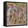 Meerkat Family-null-Framed Stretched Canvas