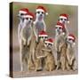 Meerkat Family-null-Stretched Canvas