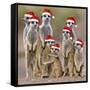 Meerkat Family-null-Framed Stretched Canvas