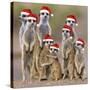 Meerkat Family-null-Stretched Canvas