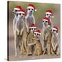 Meerkat Family-null-Stretched Canvas