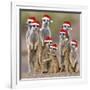 Meerkat Family-null-Framed Photographic Print