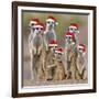 Meerkat Family-null-Framed Photographic Print