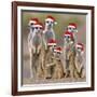 Meerkat Family-null-Framed Photographic Print