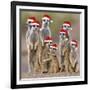 Meerkat Family-null-Framed Photographic Print