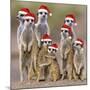 Meerkat Family-null-Mounted Photographic Print