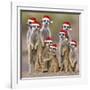 Meerkat Family-null-Framed Photographic Print