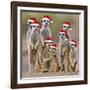 Meerkat Family-null-Framed Photographic Print