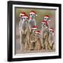 Meerkat Family-null-Framed Photographic Print