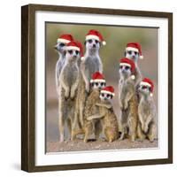 Meerkat Family-null-Framed Photographic Print