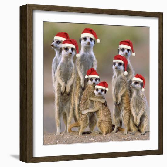 Meerkat Family-null-Framed Photographic Print