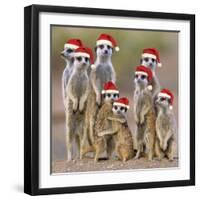 Meerkat Family-null-Framed Photographic Print