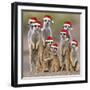 Meerkat Family-null-Framed Photographic Print