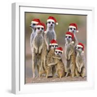 Meerkat Family-null-Framed Photographic Print