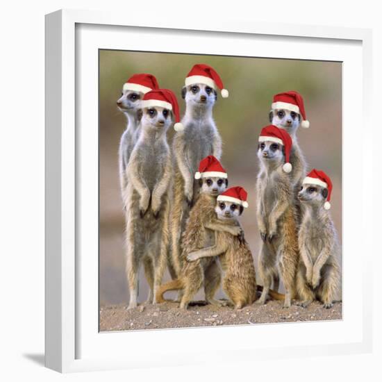 Meerkat Family-null-Framed Photographic Print