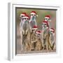 Meerkat Family-null-Framed Photographic Print