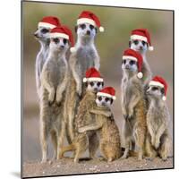 Meerkat Family-null-Mounted Photographic Print