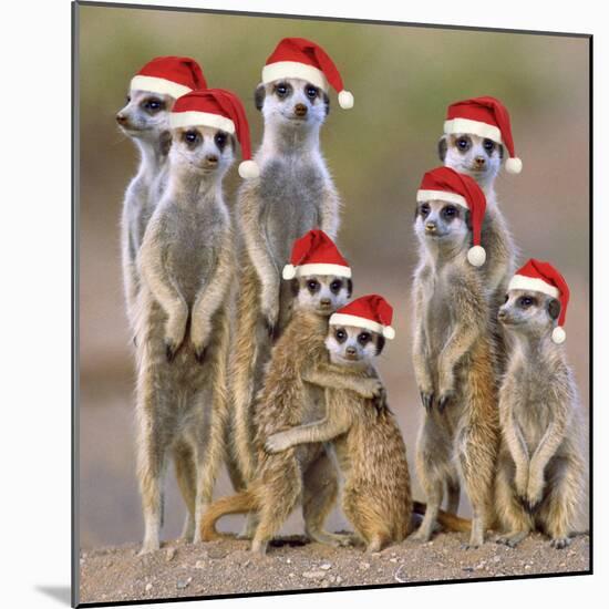 Meerkat Family-null-Mounted Photographic Print