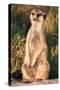 Meerkat Gaze-Howard Ruby-Stretched Canvas