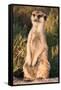 Meerkat Gaze-Howard Ruby-Framed Stretched Canvas