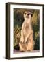 Meerkat Gaze-Howard Ruby-Framed Premium Photographic Print